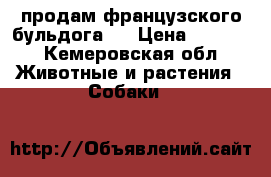 продам французского бульдога.  › Цена ­ 5 000 - Кемеровская обл. Животные и растения » Собаки   
